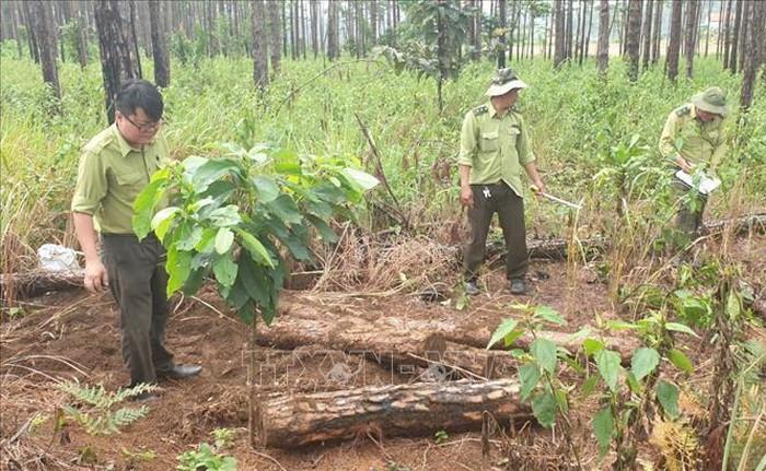 Thủ tục thu hồi rừng khi chủ rừng chết mà không có người thừa kế