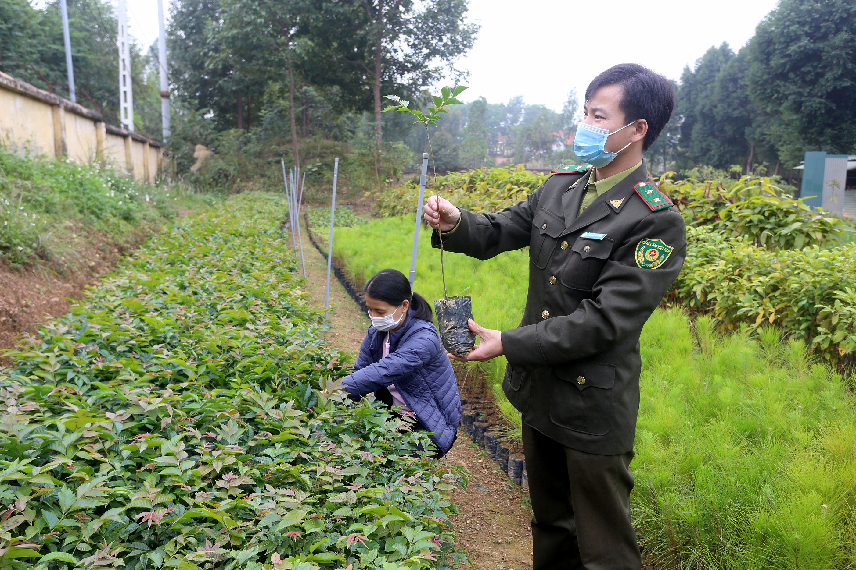 Chính sách hỗ trợ trồng cây phân tán