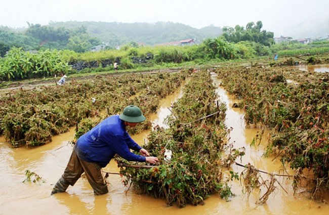 Mức hỗ trợ khôi phục sản xuất nông nghiệp do bão gây ra theo Nghị định 02