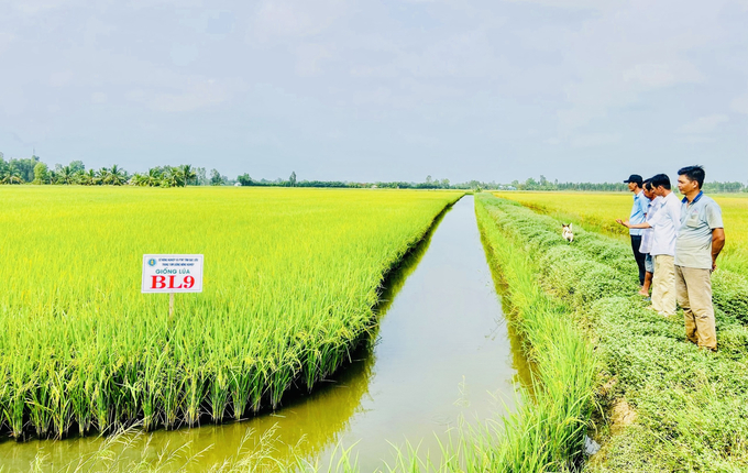 Chính sách đầu tư, hỗ trợ đầu tư cho vùng quy hoạch trồng lúa có năng suất, chất lượng cao 