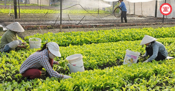 Chính sách hỗ trợ đầu tư phát triển kết cấu hạ tầng, trang thiết bị đối với hợp tác xã từ ngày 01/11/2024