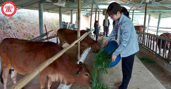 Tăng cường công tác chủ động khắc phục, khôi phục cho đàn vật nuôi sau cơn bão số 3 năm 2024