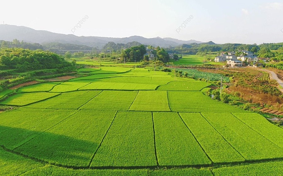 Mức xử phạt hành chính với hành vi sử dụng đất trồng lúa sang loại đất khác mà không xin phép