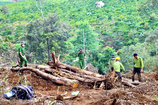 Mức phạt đối với hành vi chuyển mục đích sử dụng đất rừng trái phép theo quy định mới nhất 