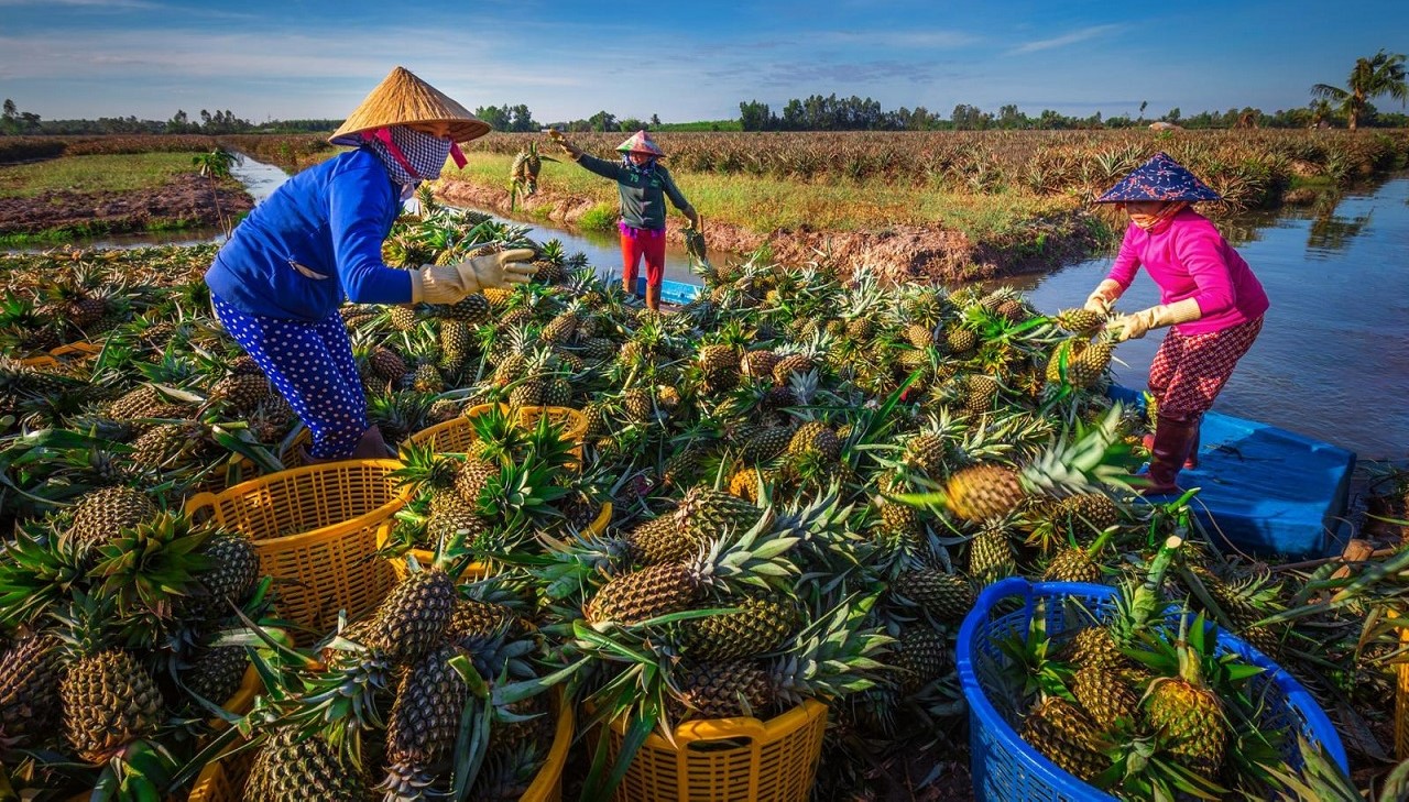 Hạn mức nhận chuyển quyền sử dụng đất nông nghiệp của cá nhân tại Tiền Giang từ ngày 01/11/2024