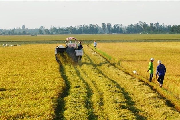 Hạn mức nhận chuyển quyền sử dụng đất nông nghiệp của cá nhân tại tỉnh Bình Dương từ ngày 01/11/2024