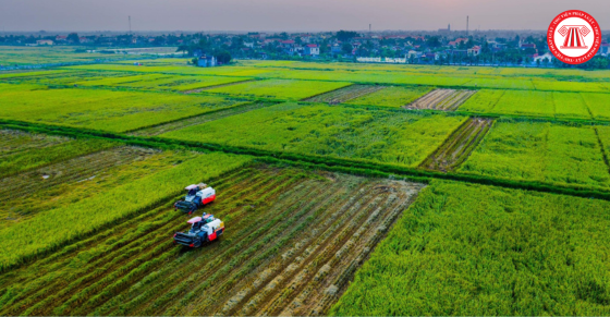 Điều kiện tách thửa đất, hợp thửa đất đối với nhóm đất nông nghiệp tại thành phố Hải Phòng từ 06/11/2024