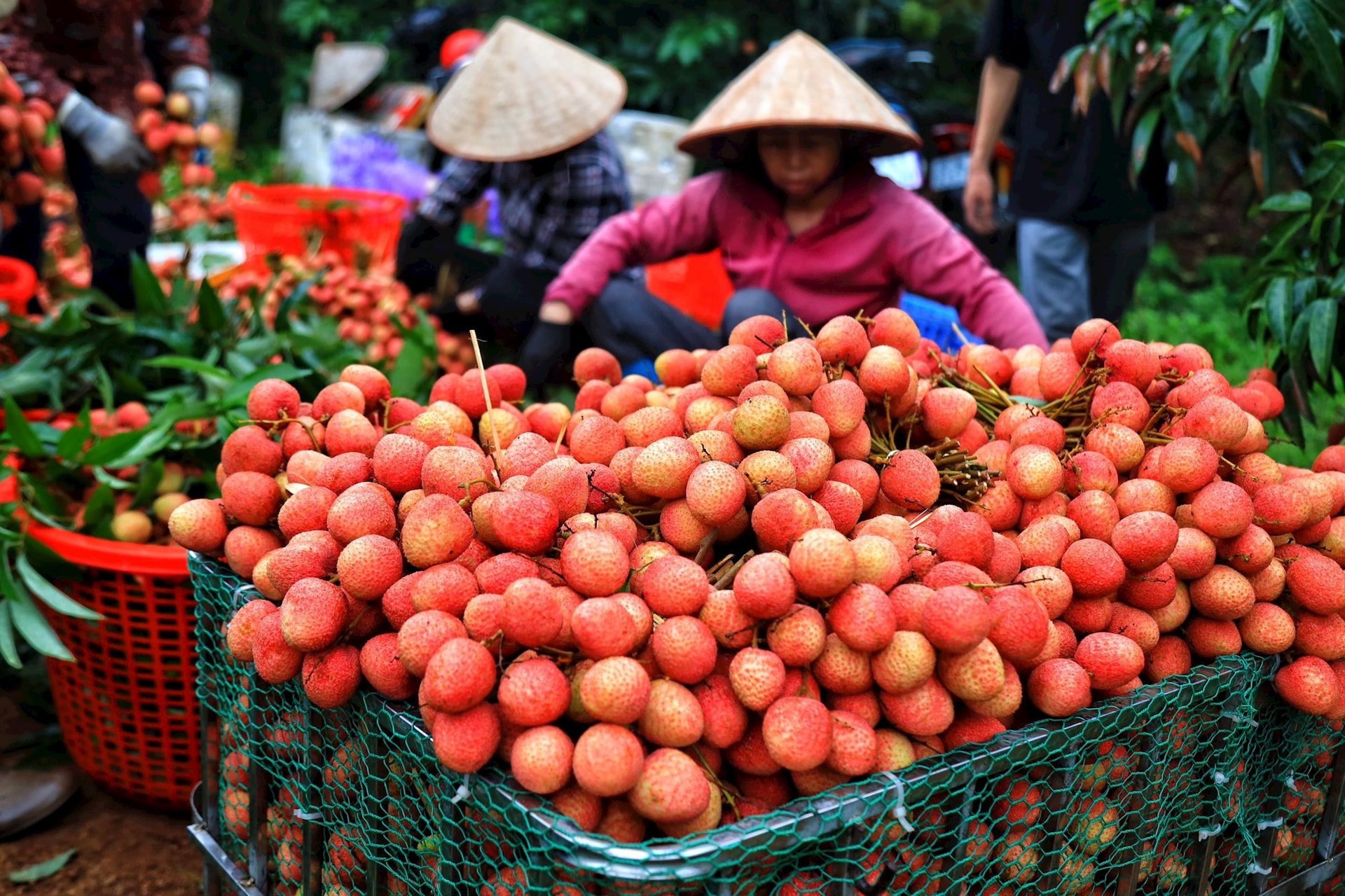 Đề nghị xây dựng Nghị định về xây dựng và phát triển nhãn hiệu, thương hiệu nông sản Việt Nam