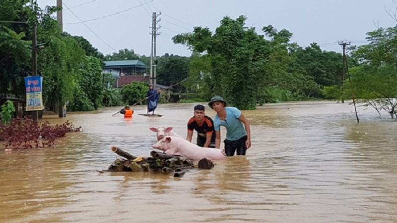 Mức hỗ trợ đối với vật nuôi bị thiệt hại (chết, mất tích) do thiên tai từ 02/2025 như thế nào