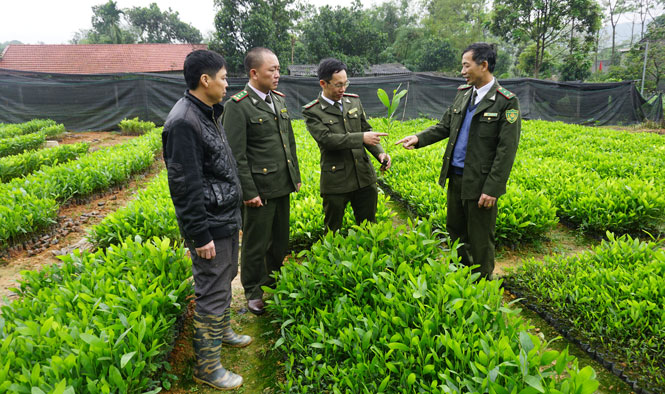 Thủ tục cấp Giấy phép xuất nhập khẩu giống cây trồng lâm nghiệp