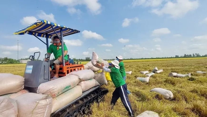 Công điện 59: Nghiên cứu phương án hỗ trợ thu mua tạm trữ lúa gạo, cà phê, hồ tiêu