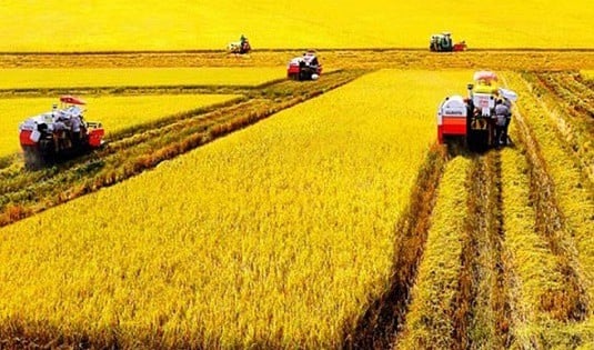 Các trường hợp sẽ được giảm 50% thuế đất phi nông nghiệp năm 2025 (Hình ảnh từ Internet)