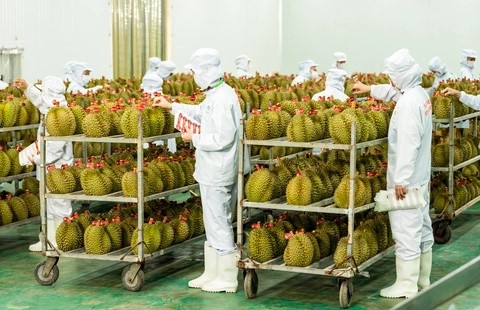 Khắc phục tình trạng ‘được mùa mất giá’ theo Công điện 79/CĐ-TTg