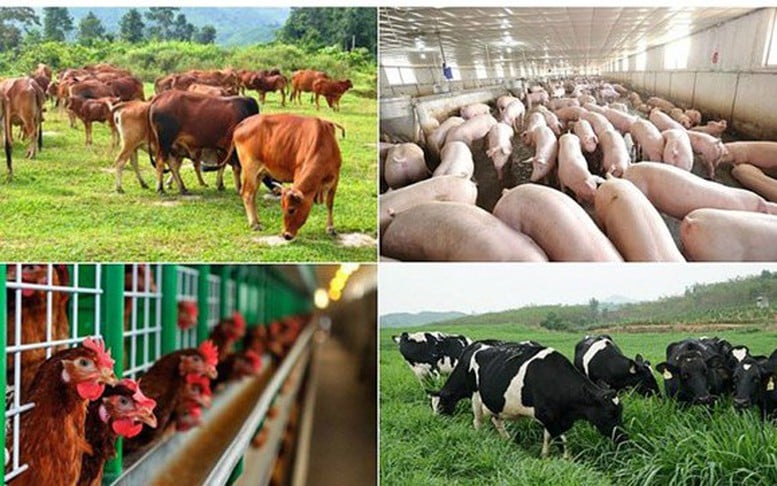 Điều kiện hỗ trợ khắc phục dịch bệnh động vật từ ngày 25/7/2025 (Hình ảnh từ Internet)