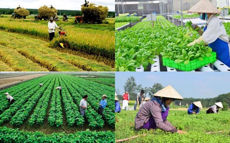 Hướng dẫn phân loại và đánh giá hợp tác xã trong lĩnh vực nông nghiệp sau sáp nhập 2025 (Hình ảnh từ Internet)