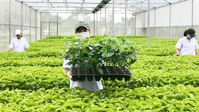 Hướng dẫn chính sách thuế GTGT với kinh doanh giống vật nuôi, giống cây trồng 