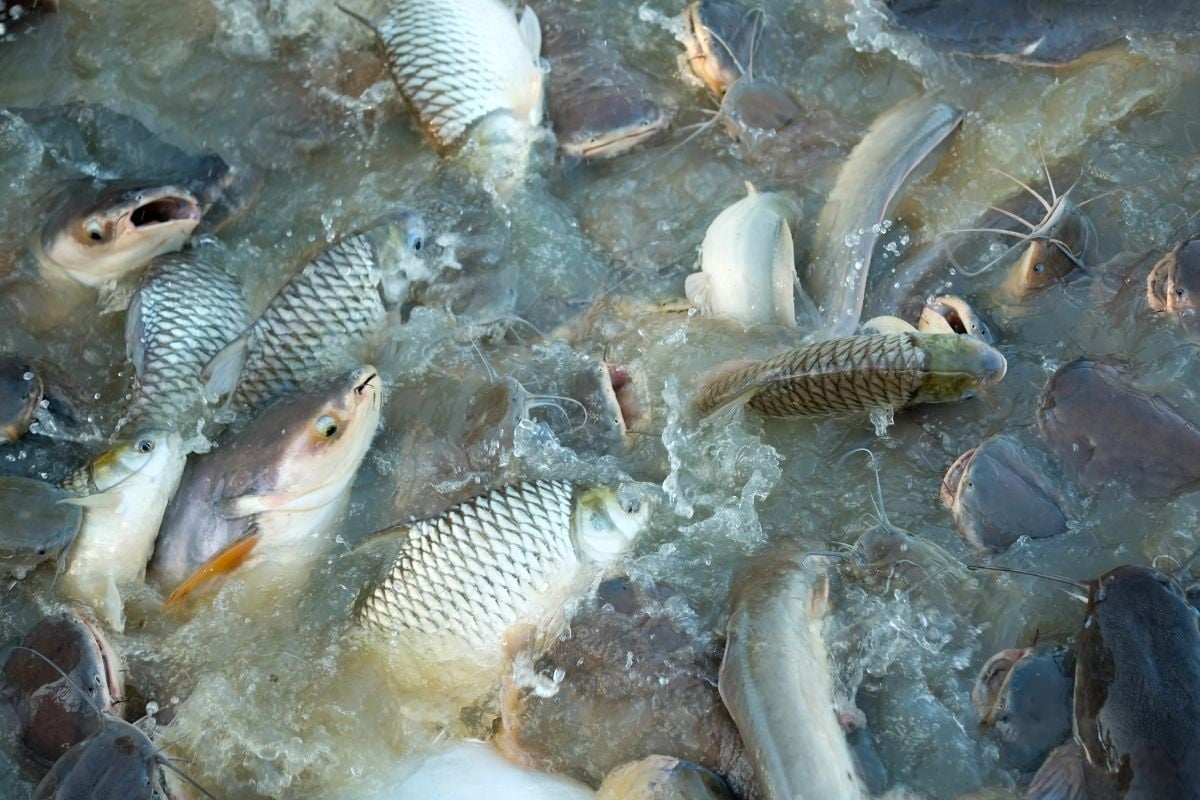 Hà Nội: Mức bồi thường thiệt hại với vật nuôi là thủy sản hoặc vật nuôi khác mà không thể di chuyển khi thu hồi đất từ 25/7/2025