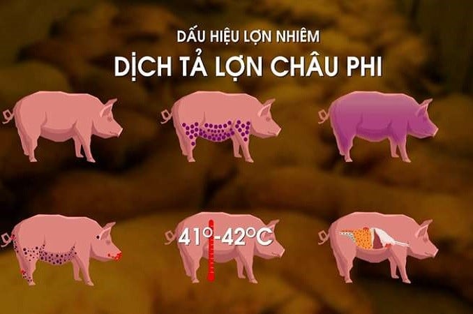 Các giải pháp phòng chống bệnh Dịch tả lợn Châu Phi theo Công điện 109/CĐ-TTg