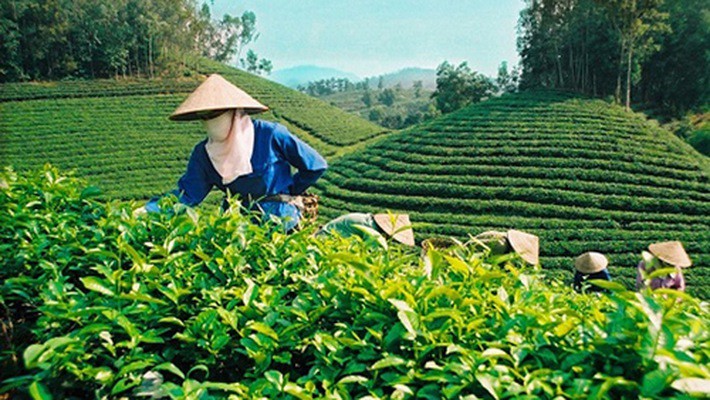 Tiêu chí thụ hưởng chính sách về phát triển tổ hợp tác mới nhất ra sao?