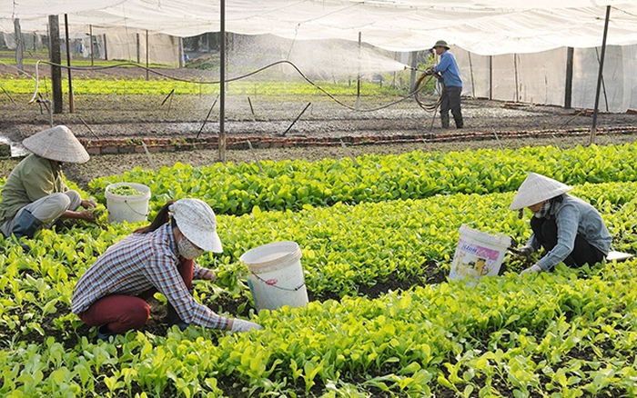 Có mấy tình trạng pháp lý của hợp tác xã và liên hiệp hợp tác xã theo Nghị định 295/2026/NĐ-CP?
